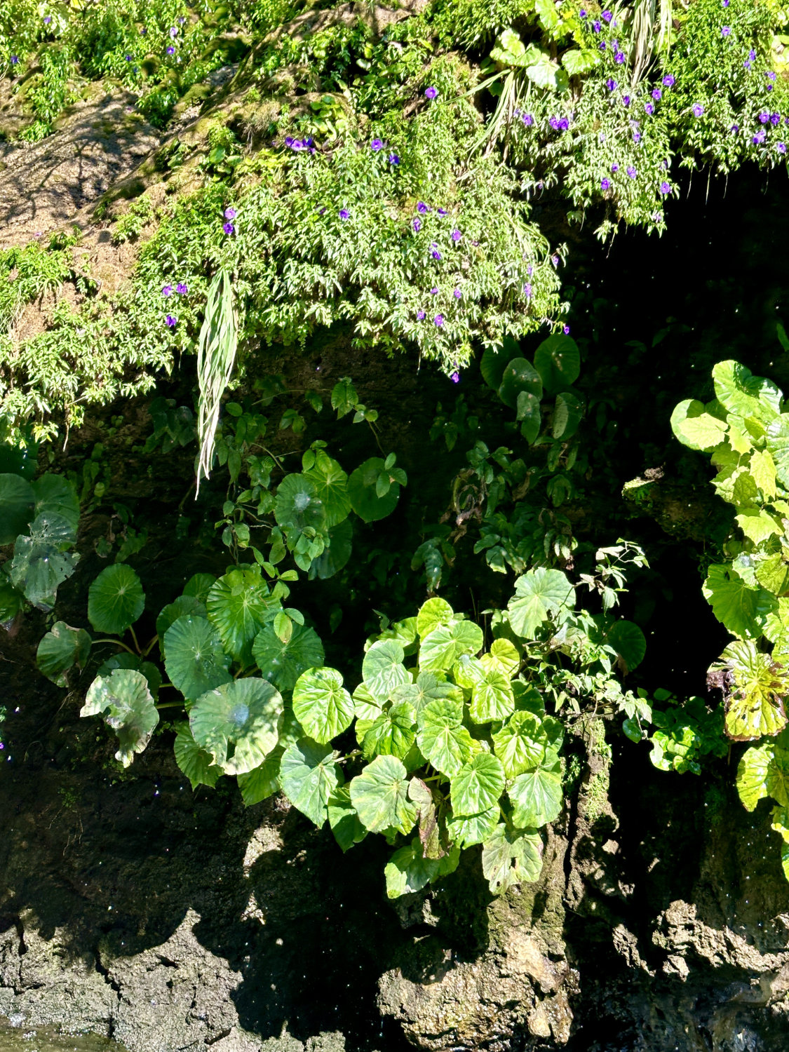 Flora around Christmas tree waterfall rock formations Sumidero Canyon